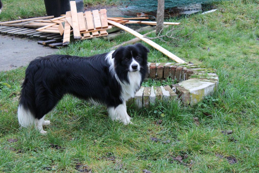 Ultime boy at alba'eyes from dingo's home